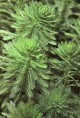 myriophyllum.JPG (37661 bytes)